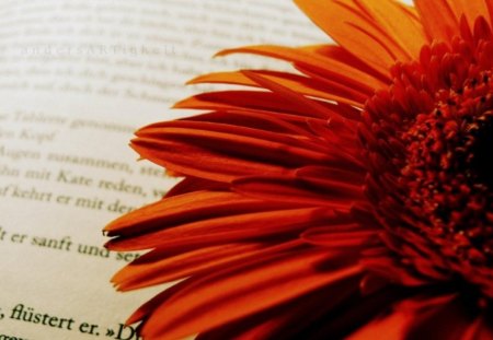 The Orange One - page, orange, flower, petals, gerbera