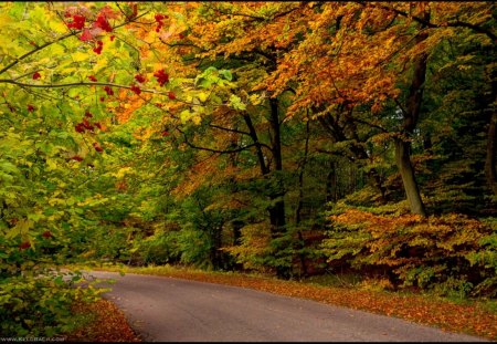 Wild Berries - forest, path, wild, trees, autumn