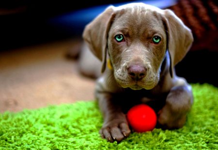 LAB with BALL - lab, ball, puppy, look