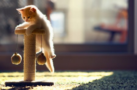 Playing Kitty - adorable, animals, cats, kitty, sweet, playing, cute, kitten