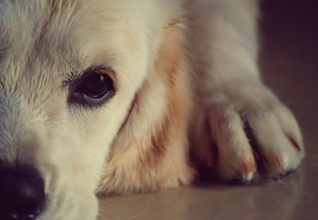 Sadness - labrador, adorable, animals, sad, beautiful, dogs, sweet, cute