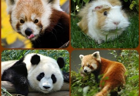 MY CHRISTMAS GIFT FOR ROGER ;;PUPPYDAWG'' - panda, pig, pandas, red