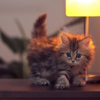 gorgeuskitty