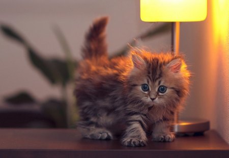 gorgeuskitty - gorgeus, animals, kitty, cat