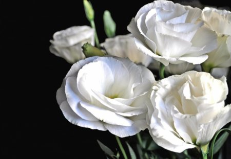 white roses - white, nature, flowers, roses