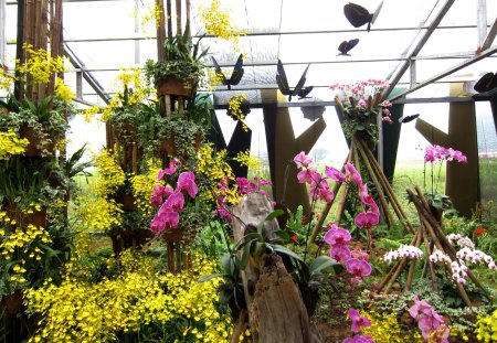 Flower display - orchid, flower, display, beautiful