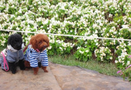 Cute model - dogs, cute, model, enjoy the flowers, lovely