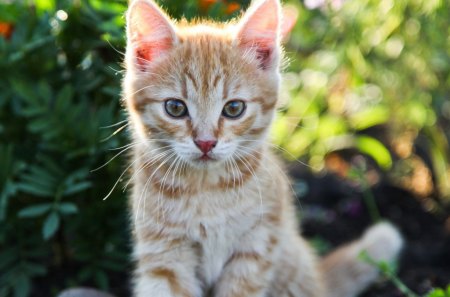 Kitten - cute, animal, kitten, cat