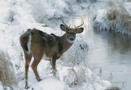 Winter frost - caprioara, ger, e, flamanda