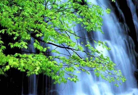 waterfalls - waterfalls, tree, forest, river