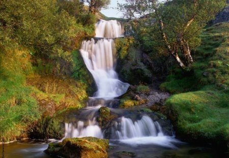 waterfalls - waterfalls, tree, forest, river