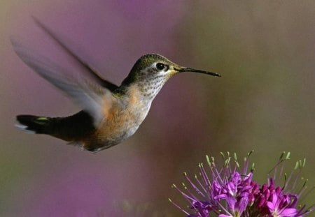 hummingbird - purple, hummingbird, wing, hover, bird, flower