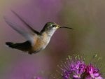 hummingbird