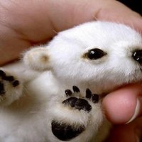 Tiny Polar Bear