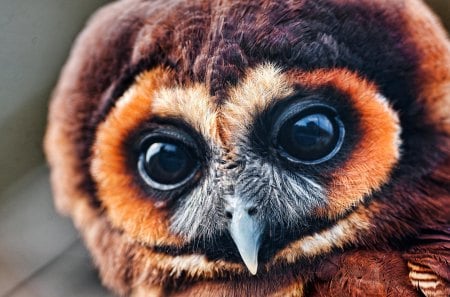 owl - owl, eyes, birds, wing