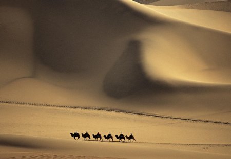 camel caravan in taklimakan desert china