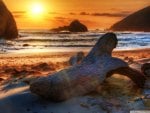 driftwood on the beach at sunset hdr