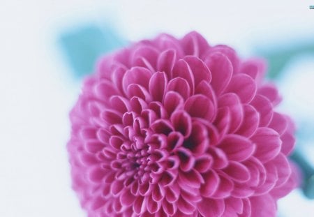 Unbound Beauty - flower, pink, blossom, dahlia, exquisite