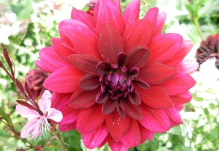 Florid Blossom - flower, beauty, blossom, dahlia, nature, reddish