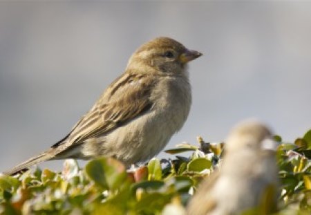 little bird - tree, little, bird, branch