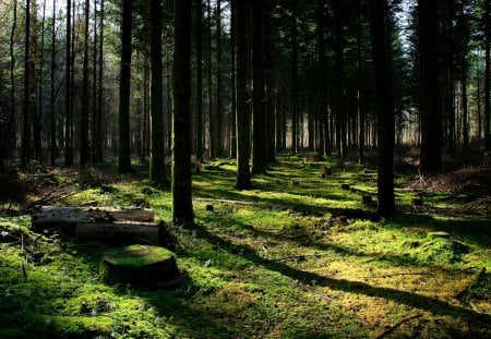 forests - forests, grass, tree, green