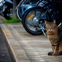 cat