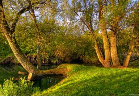 First Rays - trees, nature, rays, green