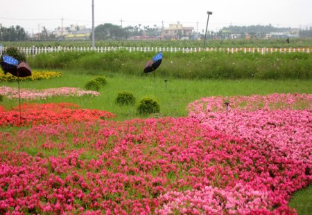 Flower display - colorful, display, beautiful, plants, flower