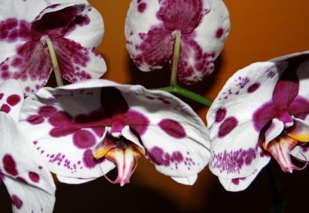 Orchid - petals, beautiful, flowers, orchid, nature