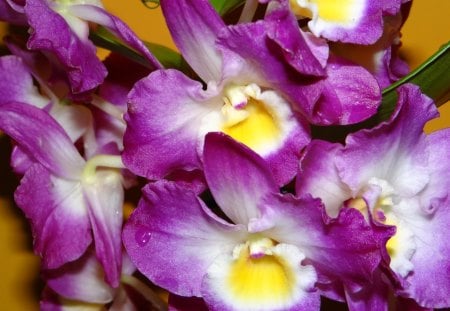 Orchid - petals, beautiful, flowers, orchid, nature