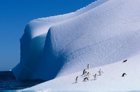 Pack of penguins - birds, winter, penguins, snow, ice, nature, hd, cold, cute, animals, antarctic, wallpaper