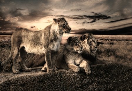 Menage a trois - animal, lions, lion, animals