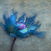 Blue Poppy