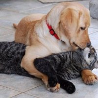 Cat and dog