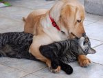 Cat and dog