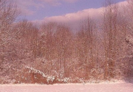 Snow in Virginia - trees, white, winter, blue, snow, sky