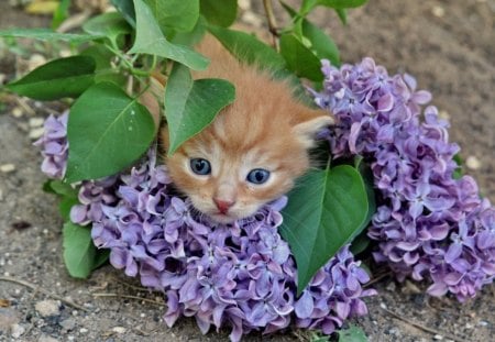 Cat - hat, pretty, cat face, beautiful, beauty, lovely, paws, sweet, cat, kitten, cute, cats, face, animals, kitty