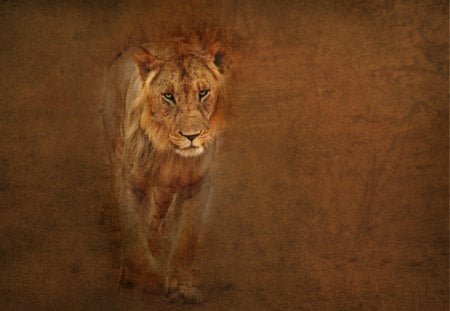 Lion - animal, lions, lion, animals