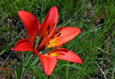 Red Flower - flower, picture, red, beautiful