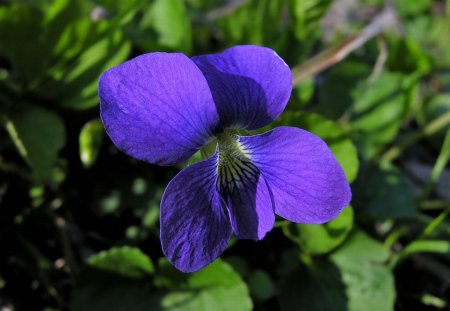 Blue Flower - flower, picture, cool, blue