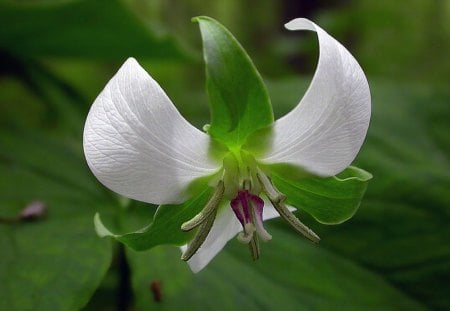 White & Green - white, picture, cool, green, flower