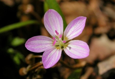 Pink Flower - picture, cool, flower, pink