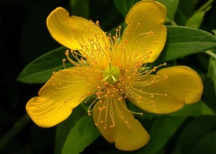 Yellow Flower - flower, yellow, picture, beautiful