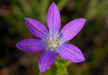 Purple Flower - flower, picture, purple, beautiful