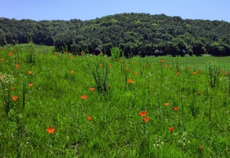 Green Land - picture, green, land, cool