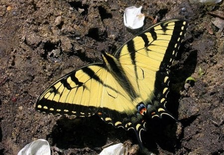 Yellow Butterfly - butterfly, yellow, picture, beautiful