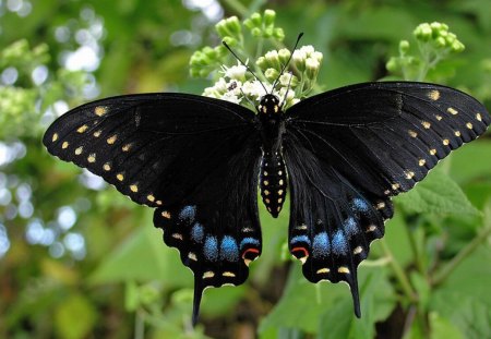 Black Butterfly - butterfly, black, picture, beautiful