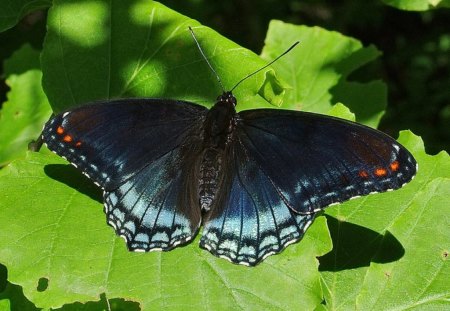 Blue Butterfly - beautiful, butterfly, picture, blue