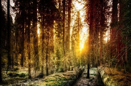 old forest in yosemite - old growth, sunlight, forest, logs