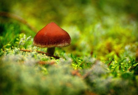 All By Itself - moisture, yellow, brown, buds, grass, daylight, nature, red, green, mushroom, field, weed, day